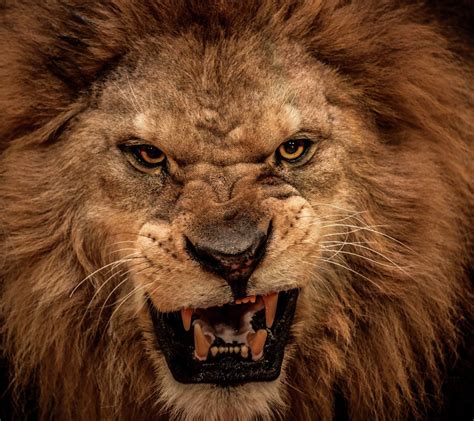 Angry Lion Hd Images Angry Lion Wallpapers Hd Background Awb Sexiz Pix