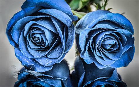 Download Wallpapers Blue Roses Buds Of Blue Roses Two Roses Blue