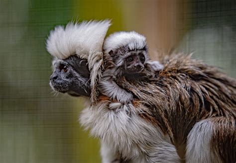 Rare Cotton Top Tamarin Monkey Born At Chester Zoo Discover Animals