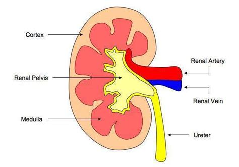 Blood vessel disorders of the kidneys have a number of causes, including blockages in the renal arteries or veins, inflammation of blood vessels (vasculitis), injury to the kidneys or blood vessels, and other disorders. Kidney diagram simple