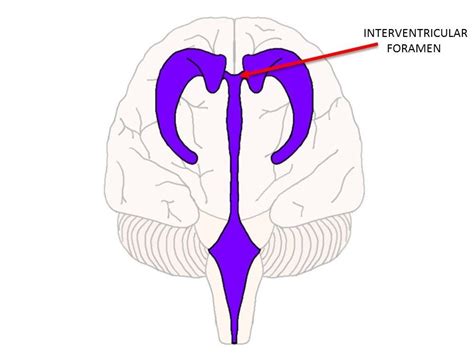 Interventricular Foramen Definition