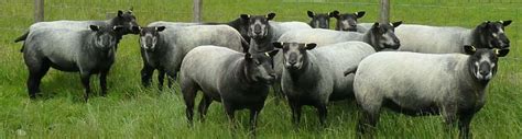Millside Farm Lleyn Sheep