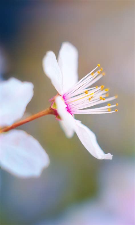 Download Wallpaper 480x800 Spring Cherry Flowers Blossom Blur Nokia