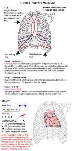 Instantanatomy Net Thorax Areas Respiratorysystem Pleura