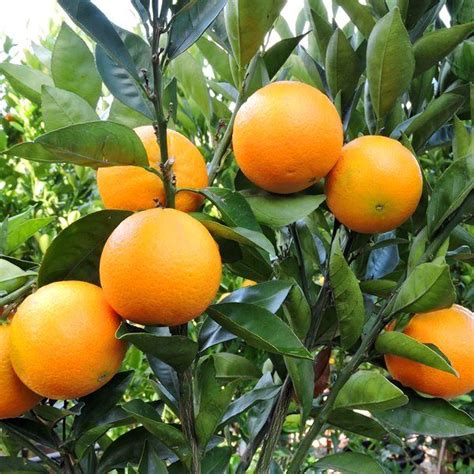 Citrus X Sinensis Orange Washington Navel Warners Nurseries