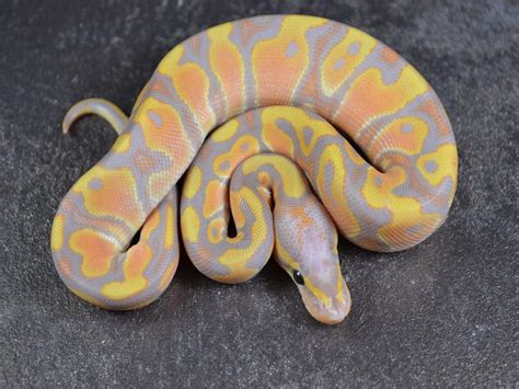 Banana Ball Ghost Orange Dream Morph List World Of Ball Pythons
