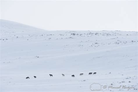 Marcel Huijser Photography Rocky Mountain Wildlife String Of Wolves