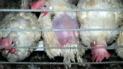 Shocking Footage Shows Dead Chickens Wedged Between Live Poultry In