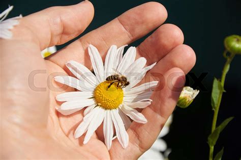 Daisy And Bee In A Hand Stock Image Colourbox