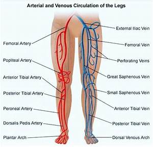 Arteries and veins of leg - Arteries anatomy, Diagnostic medical sonography, Medical anatomy  Heart and Circulation Varicose Veins