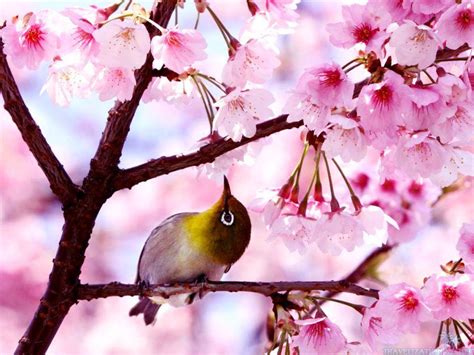 See more ideas about spring images, spring, planting flowers. Season Spring Wallpapers - Wallpaper Cave