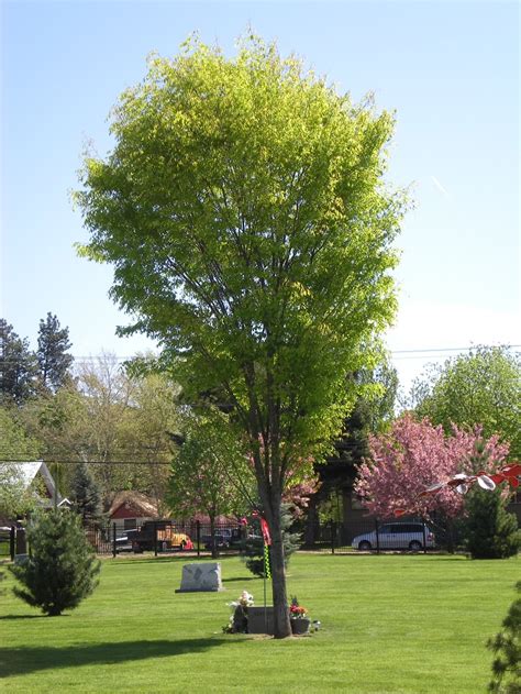 Top 10 Fastest Growing Shade Trees Page 5 Of 10 Top Inspired