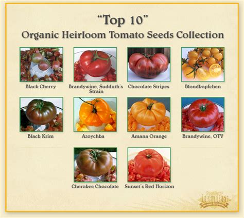 Top 10 Heirloom Tomatoes Tomatofest Heirloom Tomatoes Heirloom
