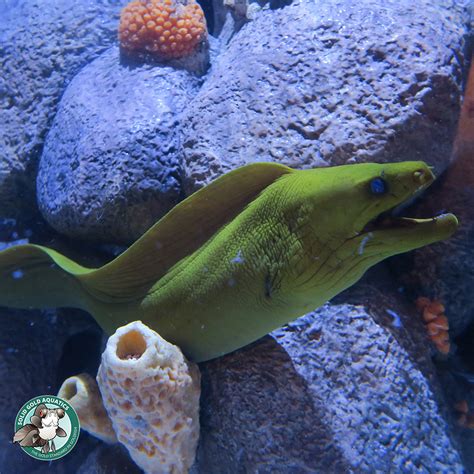 Wowza Color Changing Cuttlefish Moray Eels And More