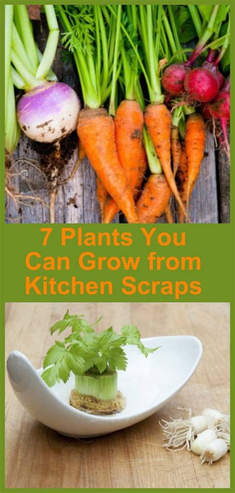 You Can Grow Plants From Kitchen Scraps