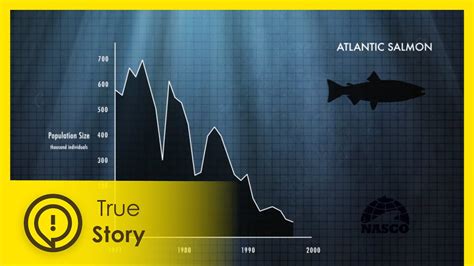 Devastating Effects Of Overfishing True Story Documentary Channel