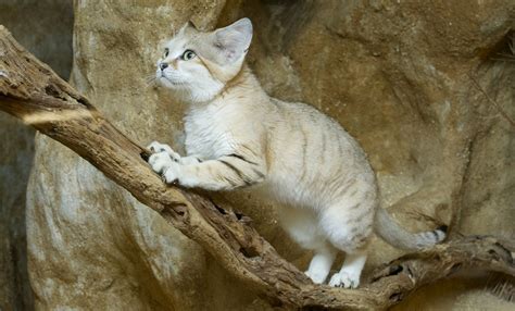 How Could A Sand Cat Possibly Evolve Into An Animal With A Semi Aquatic