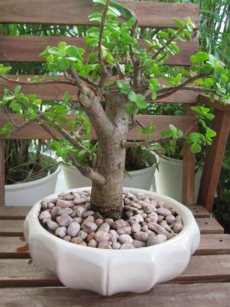 All a gardener has to do in order to properly water a money tree is to pour enough water onto the soil of the bonsai tree to moisturize the soil once every seven to ten days. Google Image Result for http://juiced.files.wordpress.com/2008/12/bonsai-jade-plant.jpg | cactus ...