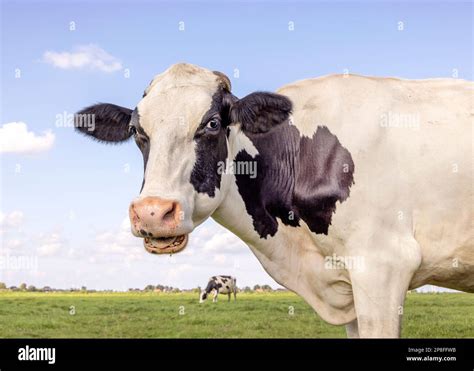 Retrato De Vaca Lechera La Boca Abierta Comiendo La Cabeza De Un