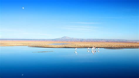 Water Chile Blue Mountains Landscapes Nature Birds Calm