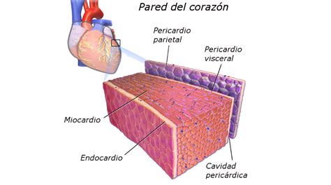 Aspects ecg de la péricardite, myocardite, épanchement péricardique. Pericardite Crônica - Portal do Jaleko - Conteúdos ...