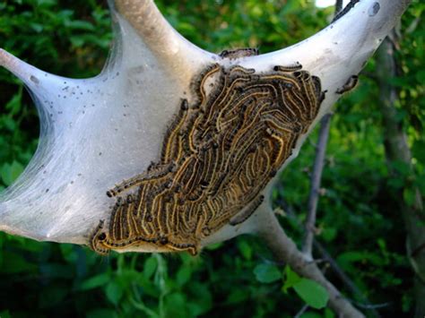 Apple tree care the organic way. Web Worms, Bag Worms and Eastern Tent Caterpillars: What's ...