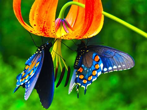 Cool Photos Beautiful Butterfly Desktop Wallpapers