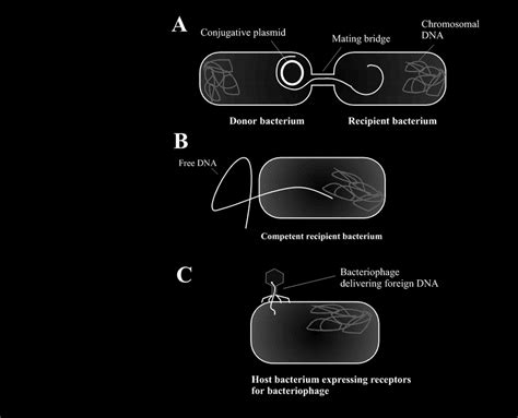 Mechanisms For Horizontal Gene Transfer In Bacteria A Conjugation B
