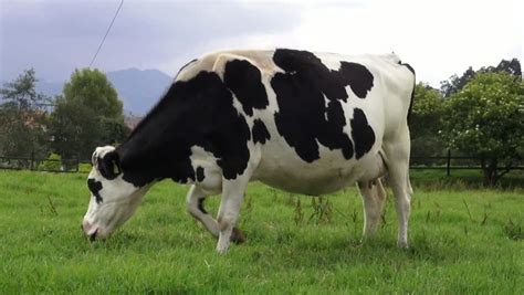 Cow Farm Animals Real Life See More