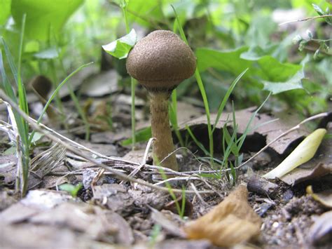 Help Identifying Possible Psilocybe Mushroom In Georgia Mushroom