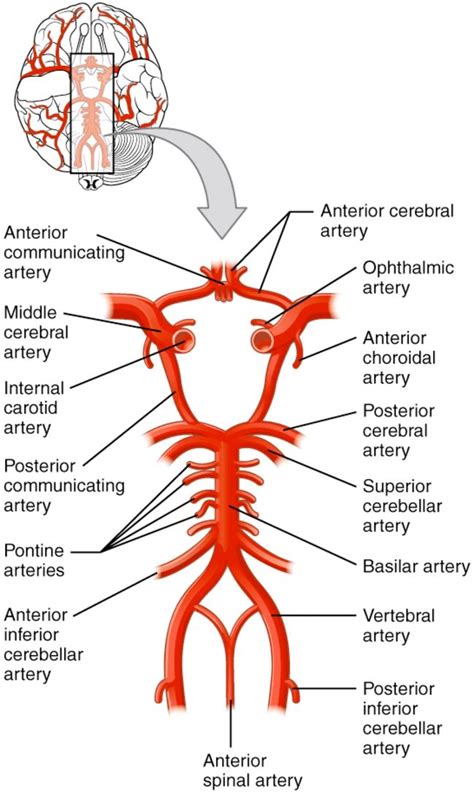 Map Of The Circle Of Willis Reproduced With Permission Download Scientific Diagram Circle
