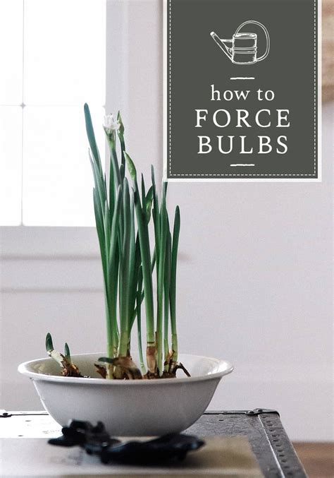 Continue to water and tend to your plant as it grows and you will get new winter blooms. Forcing Bulbs: How to Force Bulbs Indoors in 2020 (With ...