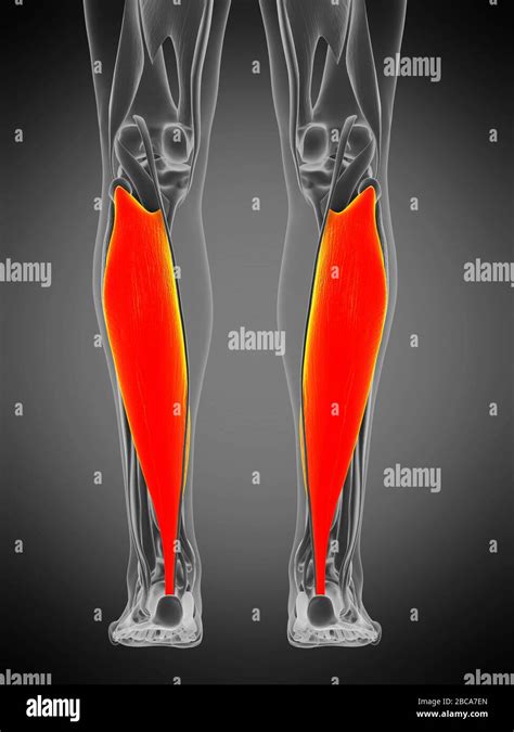 Músculo Soleo Ilustración Fotografía De Stock Alamy