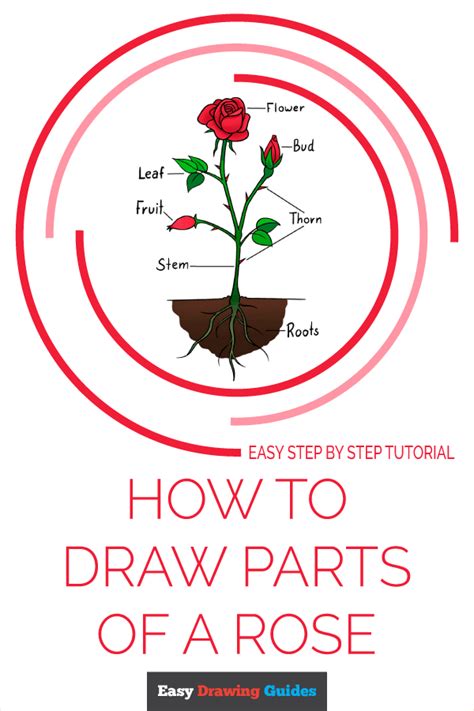 How To Draw Parts Of A Rose Really Easy Drawing Tutorial