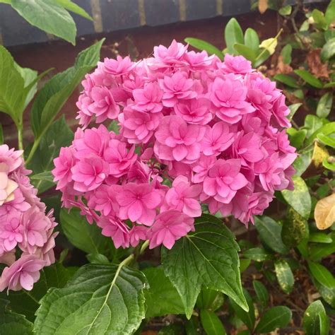 hydrangea macrophylla forever and ever together hydrangea forever and ever together in