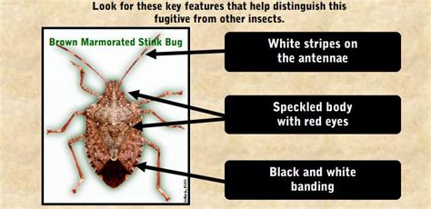 Enoviti Brown Marmorated Stink Bug New Vineyard Pest