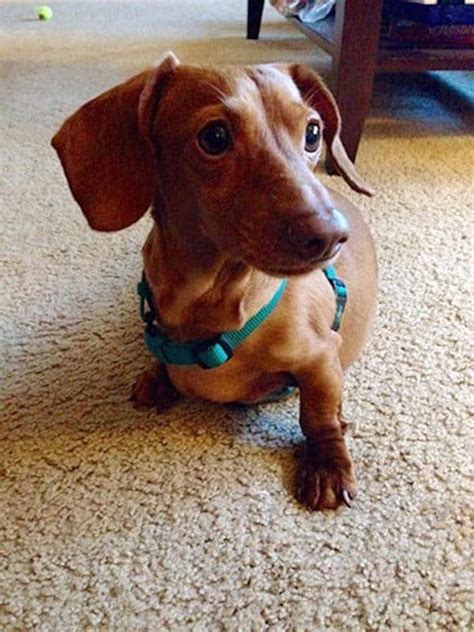 Meet Dennis The Obese Dachshund Who Dieted His Way Out Of 44 Pounds Of