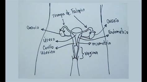 Anatomía Del Aparato Reproductor Femenino AnatomÃ­a Y FisiologÃ­a Del