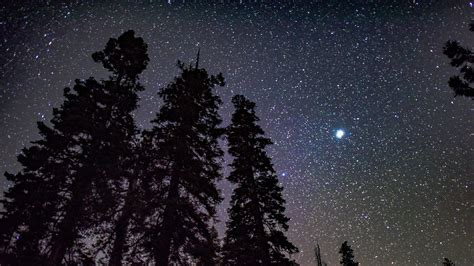 Tall Pines On A Starry Night Hd Wallpaper Background Image