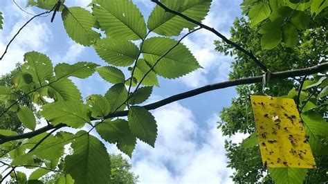 Mainers Should Be On The Lookout For A Possible New Threat To The States Elm Trees
