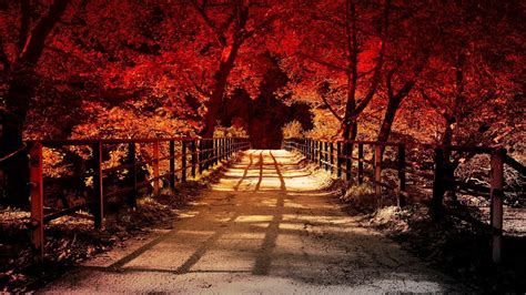 Fall Trees Forests Autumn Paths Nature Hd Wallpaper Rare Gallery