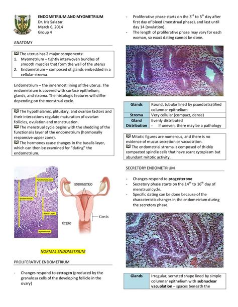 Histology Endometrial Dating Telegraph