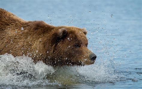 Wallpaper Brown Bear Grizzly Bear Water Hd Widescreen High