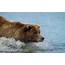 Wallpaper Brown Bear Grizzly Water HD  Widescreen High