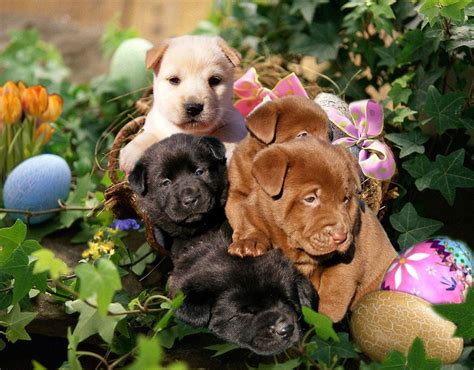 Spring Easter Puppies Wallpapers Wallpaper Cave