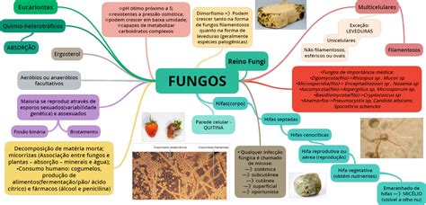 Mapa Mental Fungos Microbiologia