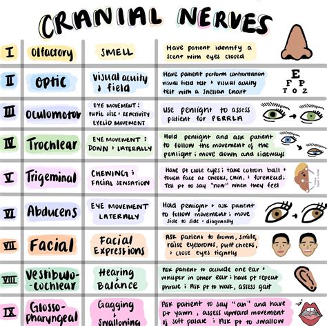 Cranial Nerves Sheet Colorful Hand Drawn Pictures For Nursing Students