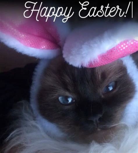 Pin By Michele McKenzie Bobbitt On Easter Cats Easter Cats Purrfect Cats
