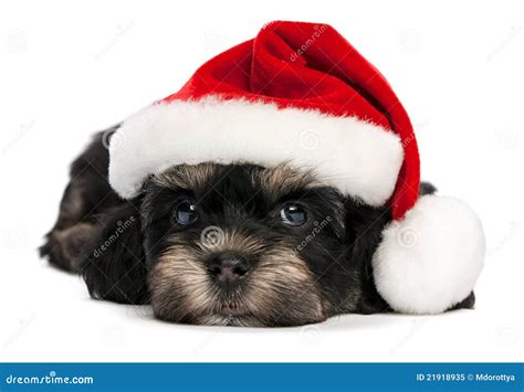Cute Christmas Havanese Puppy Dog Stock Image Image Of Beautiful