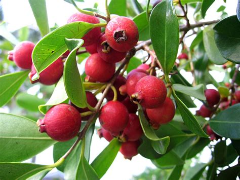 Check spelling or type a new query. identification - What is this small red fruit with a ...